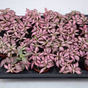 Fittonia Mosaic Pink Forest Flame fittonia pink forest flame 7 cm Pot
(16 Plants/Order)(7cmP 10cmH)