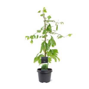 Ginkgo Ginkgo biloba 
(1 Plants/Order)(19cmP 65cmH)