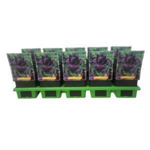 Iris germanica Iris germanica 'Swahili' P11
(10 Plants/Order)(11cmP 25cmH)