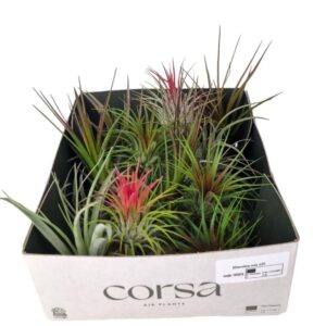 Tillandsia tillandsia mix x20
(20 Plants/Order)(6cmP 6cmH)