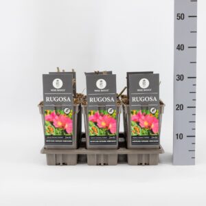 Rosa rugosa Rosa rugosa, C3
(6 Plants/Order)(17cmP 35cmH)