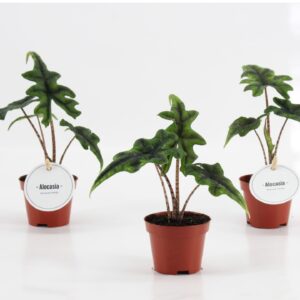 Alocasia Jacklyn Alocasia Jacklyn
(20 Plants/Order)(6cmP 10cmH)