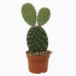 Opuntia Opuntia pylana 10,5 cm
(10 Plants/Order)(10.5cmP 30cmH)