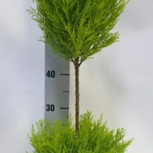 Cupressus Goldcrest Cupressus Duobol 14cm
(7 Plants/Order)(14cmP 70cmH)