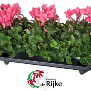 Cyclamen Cyclamen Super Serie XL 15 ZALMROZE
(3 Plants/Order)(15cmP 35cmH)