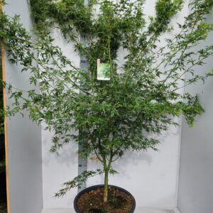 Acer palmatum Seiryu Acer palmatum 'Seiryu'
(1 Plants/Order)(43cmP 150cmH)