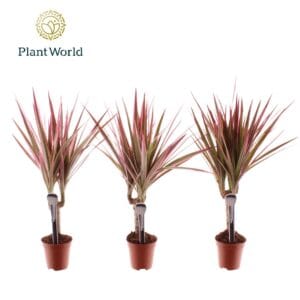 Dracaena Bicolor Tummy Dracaena Make-Upz op stam pink
(20 Plants/Order)(5.5cmP 35cmH)