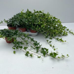 Hedera Shamrock Hedera Shamrock Rank 35cm
(8 Plants/Order)(12cmP 35cmH)
