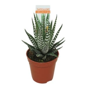 Haworthia Big Band Haworthia big band 5,5 cm met etiket
(20 Plants/Order)(5.5cmP 8cmH)
