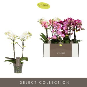 Phalaenopsis Multiflora Optimost mix 2 spike
(4 Plants/Order)(12cmP 45cmH)
