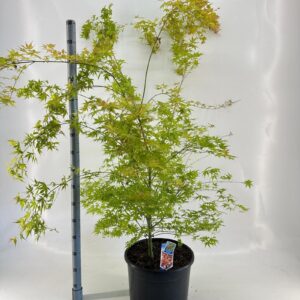 Acer palmatum Katsura Acer pal. 'Katsura'
(1 Plants/Order)(40cmP 120cmH)