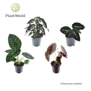 Alocasia mixed Alocasia 3-4 Types mixed
(7 Plants/Order)(14cmP 40cmH)