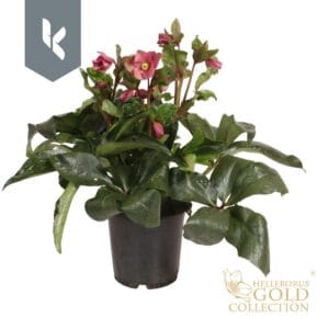 Helleborus HGC Ice N Roses Red
(3 Plants/Order)(19cmP 70cmH)