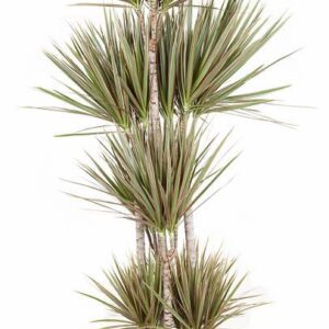 Dracaena Bicolor Dracaena Bicolor 120-carrousel
(1 Plants/Order)(34cmP 180cmH)