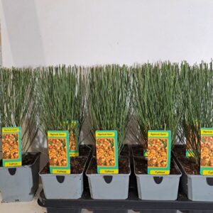 Cytisus apricot Cytisus apricot
(8 Plants/Order)(13cmP 45cmH)
