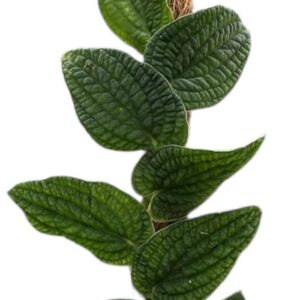 other plants Rhaphidophora Tenuis Silver 
(8 Plants/Order)(10.5cmP 15cmH)