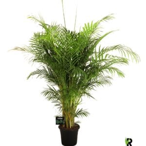 Chrysalidocarpus Dypsis lutescens
(1 Plants/Order)(32cmP 180cmH)