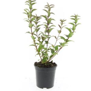 Deutzia gracilis Deutzia gracilis
(8 Plants/Order)(14cmP 10cmH)