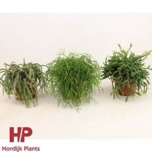 Rhipsalis mix Rhipsalis 'Mix' 12cm
(6 Plants/Order)(12cmP 17cmH)