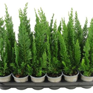 Chamaecyparis Chamaecyparis lawsoniana 'Little Spire'
(24 Plants/Order)(9cmP 20cmH)