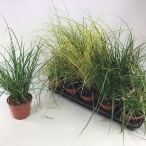 Carex mix Carex mix p12
(10 Plants/Order)(12cmP 30cmH)