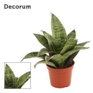 Sansevieria Hahnii Sansevieria Hahnii 9 cm Silver Hahnii(Decorum)
(18 Plants/Order)(9cmP 20cmH)