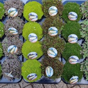 Vaste plants other Mossy Precious Earth mix per Laag schaaltje 13 (10 soorten, Sagina, Leptinella,
(8 Plants/Order)(13cmP 12cmH)