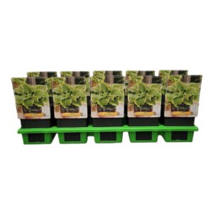 Hosta x fortunei Hosta 'Queen Josephine' P11
(10 Plants/Order)(11cmP 25cmH)