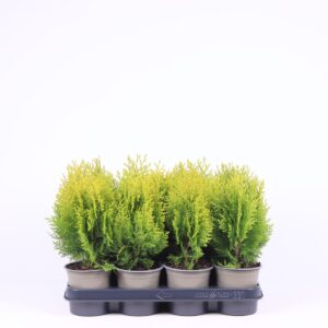 Platycladus orientalis Aurea Nana
(11 Plants/Order)(11cmP 25cmH)