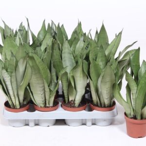 Sansevieria Moonshine Sansevieria Moonshine
(12 Plants/Order)(9cmP 30cmH)