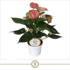 Anthurium (Andreanum Grp) Livium Re Livium Red 12cm
(10 Plants/Order)(12cmP 40cmH)