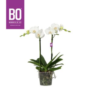 Phalaenopsis white more Ripsen Funda P15 BO Mathilde 2 spike
(4 Plants/Order)(15cmP 60cmH)
