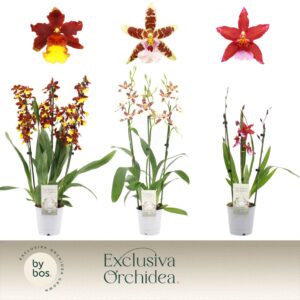 Cambria Cambria, mix 3-spike 'Exclusiva Orchidea'
(6 Plants/Order)(12cmP 50cmH)