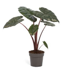 Alocasia sarawakensis Yucatan Princ Alocasia Yucatan Princess 14cm
(8 Plants/Order)(14cmP 45cmH)