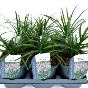 Liriope muscari Liriope muscari Big Blue
(6 Plants/Order)(17cmP 20cmH)