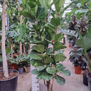 Ficus lyrata Ficus Lyrata busch 240
(1 Plants/Order)(30cmP 240cmH)