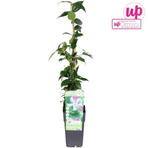 Trachelospermum jasminoides Trachelospermum Jasminoides P15
(10 Plants/Order)(15cmP 65cmH)
