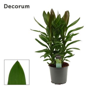 Cordyline Glauca Cordyline Glauca Toef 19 cm (Decorum) 
(1 Plants/Order)(19cmP 55cmH)