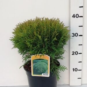 Thuja Danica Thuja occ. 'Danica'
(1 Plants/Order)(19cmP 45cmH)