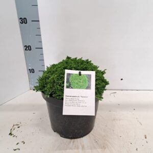 Chamaecyparis Chamaecyparis p. 'Tsukumo'
(1 Plants/Order)(19cmP 30cmH)
