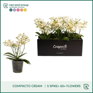 Phalaenopsis Multifl. typ Cream Pun Compacto Cream 5-tak + 60+
(12 Plants/Order)(12cmP 35cmH)