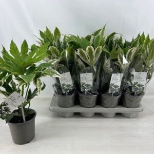 Fatsia Variegata 14 cmspiderweb
(8 Plants/Order)(14cmP 45cmH)