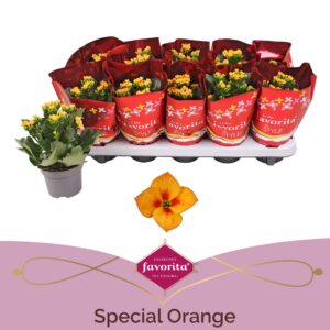 Kalanchoe blossfeldiana Citrine Kalanchoë Favorita Special Orange
(10 Plants/Order)(10.5cmP 22cmH)