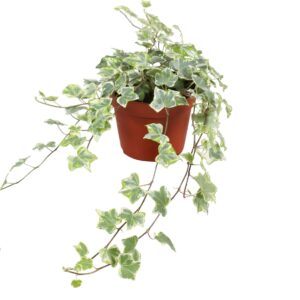 Hedera MINT Kolibri Hedera helix MINT Kolibri
(8 Plants/Order)(13cmP 30cmH)