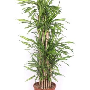 Dracaena Riki Dracaena Riki
(1 Plants/Order)(34cmP 170cmH)
