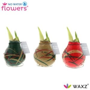 Hippeastrum Wax Art Munch
(6 Plants/Order)(5cmP 15cmH)