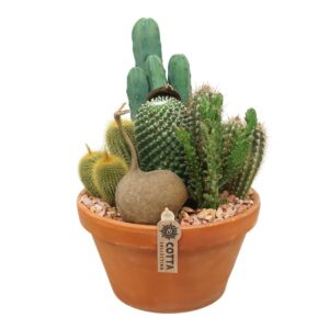 Arrangement Cactus Cactus Arrangement in 27 cm 'Terracotta Schaal'
(2 Plants/Order)(27cmP 40cmH)