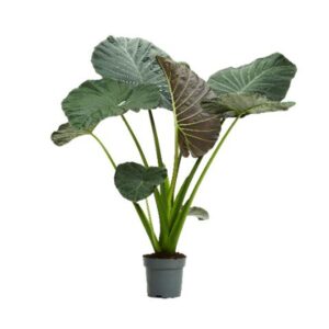 Alocasia Alocasia Regal Shield 32cm
(1 Plants/Order)(32cmP 130cmH)
