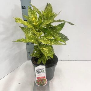 Aucuba Variegata Aucuba japonica 'Variegata'
(5 Plants/Order)(19cmP 35cmH)