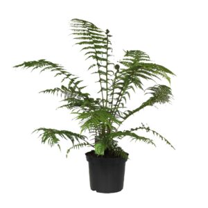 Dicksonia antarctica Dicksonia Antarctica (Tasmaanse Boomvaren)
(1 Plants/Order)(30cmP 140cmH)